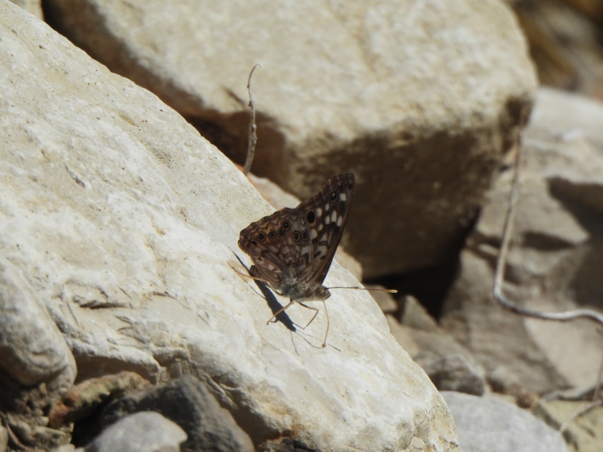 Hackberry Emperor - ML642654851
