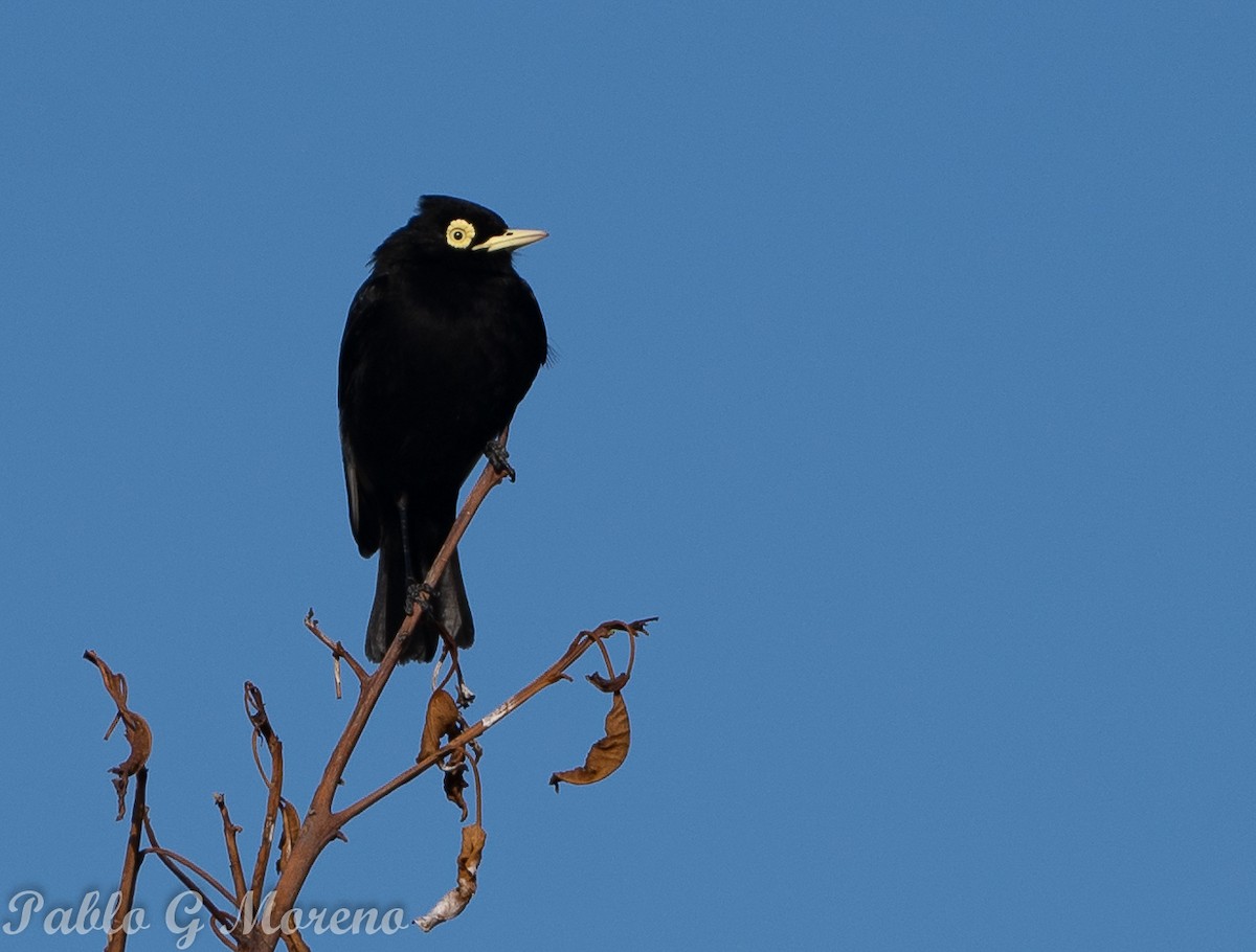 Spectacled Tyrant - ML642654858