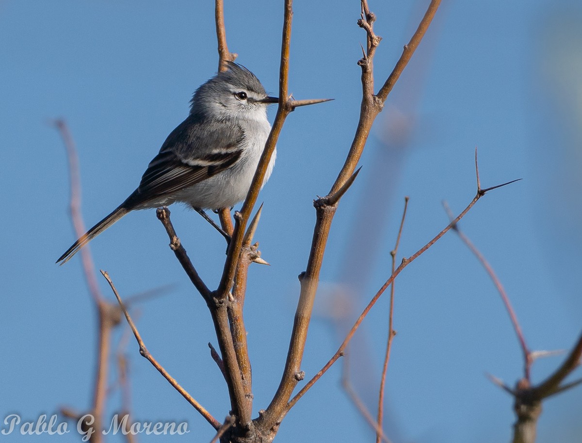 White-crested Tyrannulet (White-bellied) - ML642654878