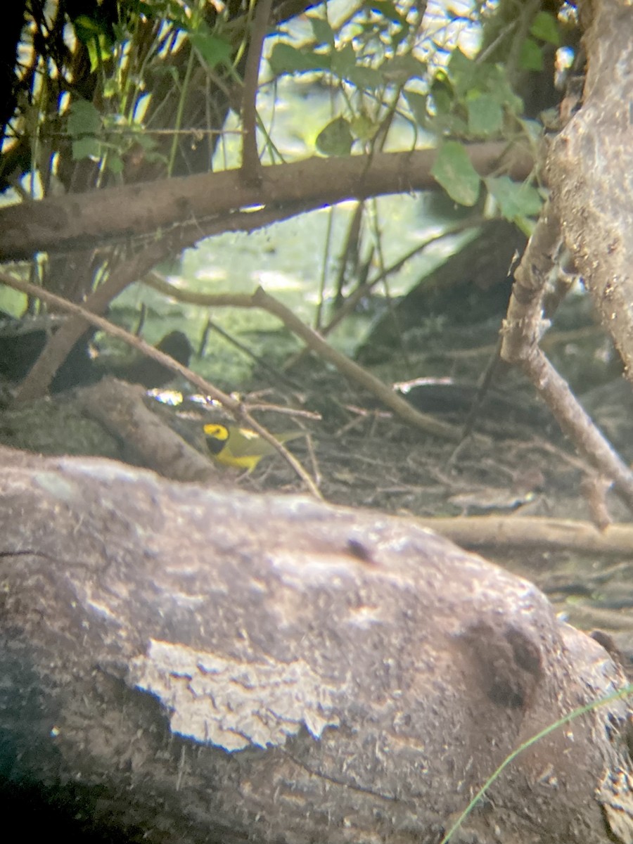 Hooded Warbler - ML642654883