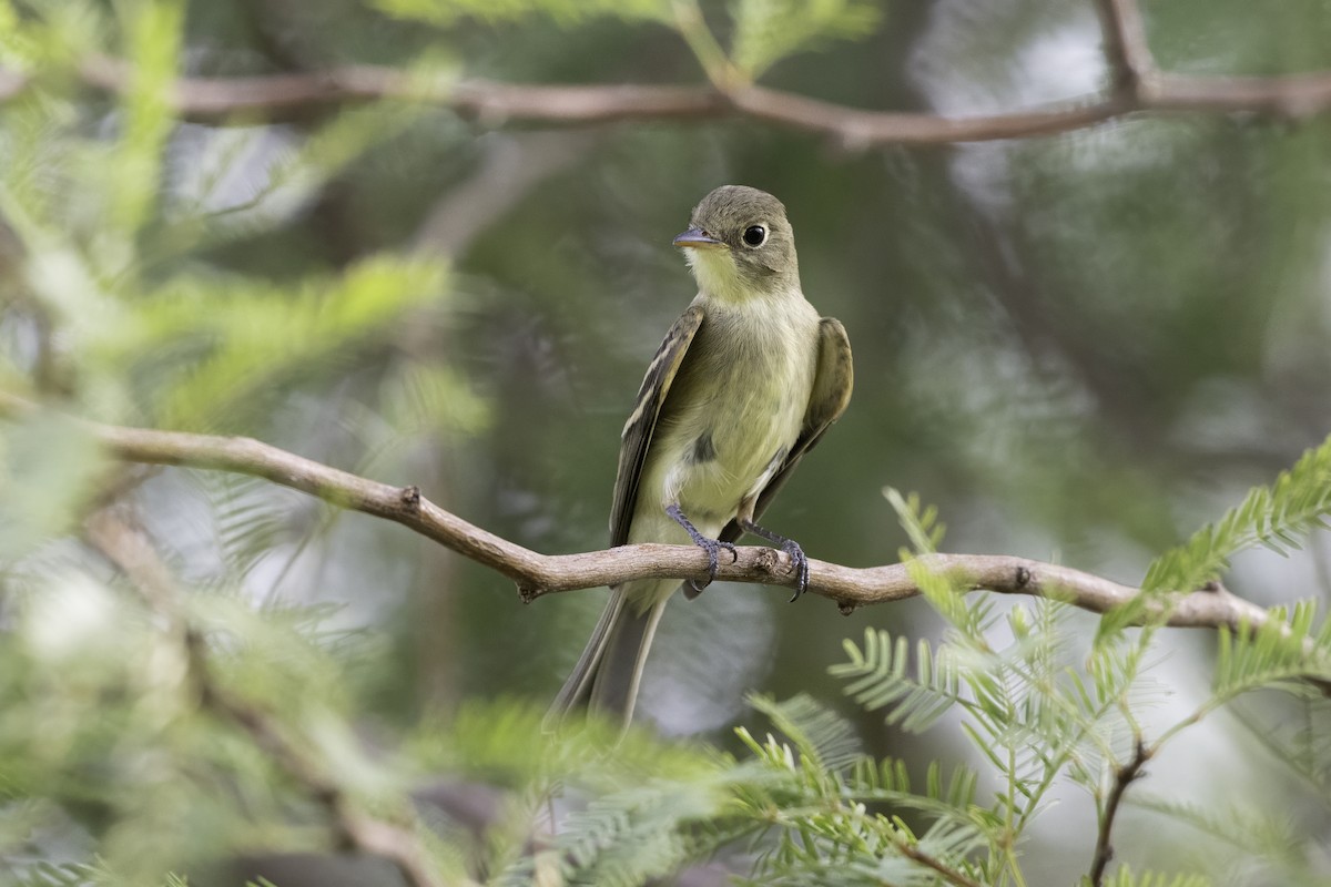 Western Flycatcher (Pacific-slope) - ML642654895