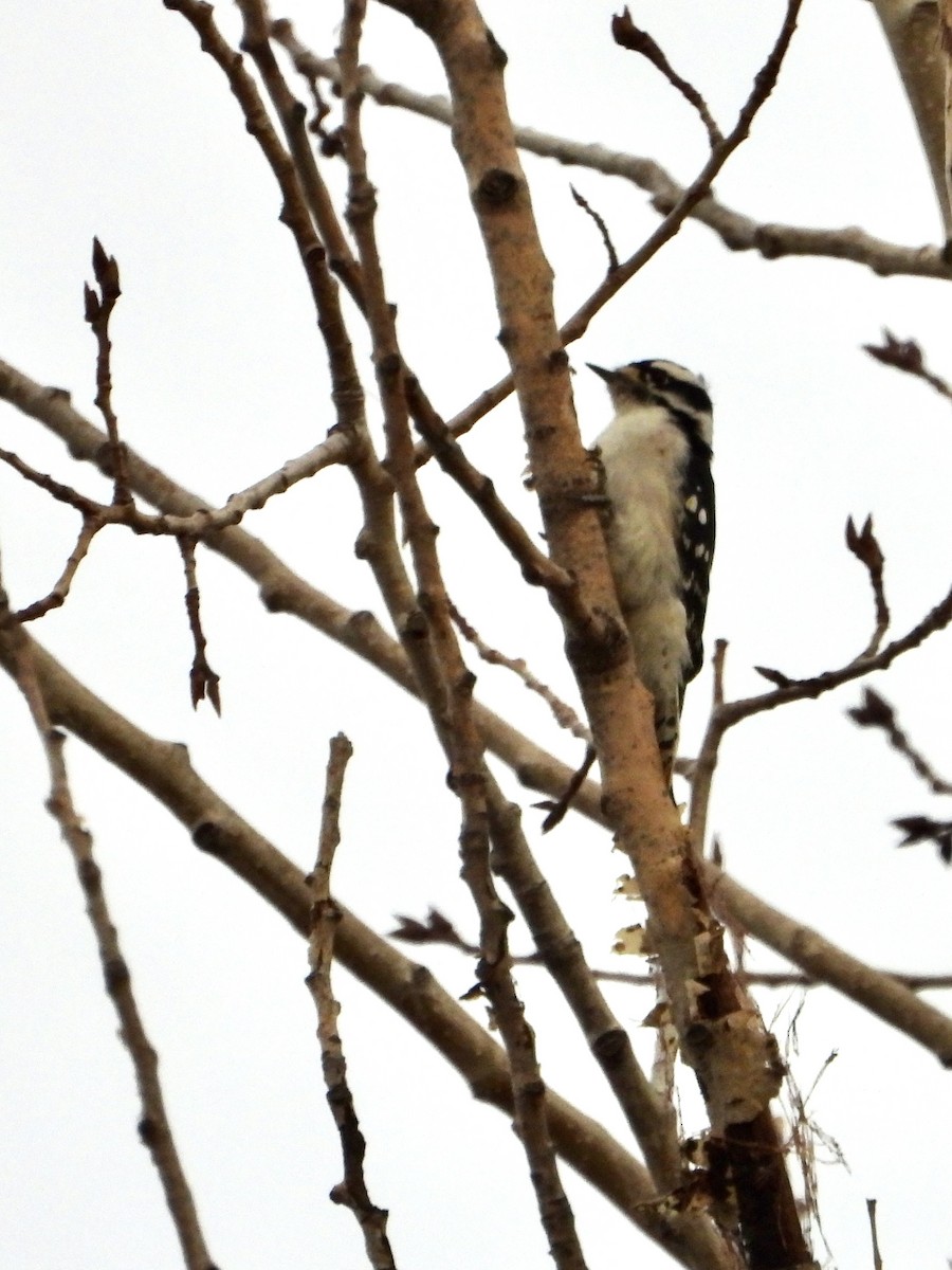 Downy Woodpecker - ML642654896