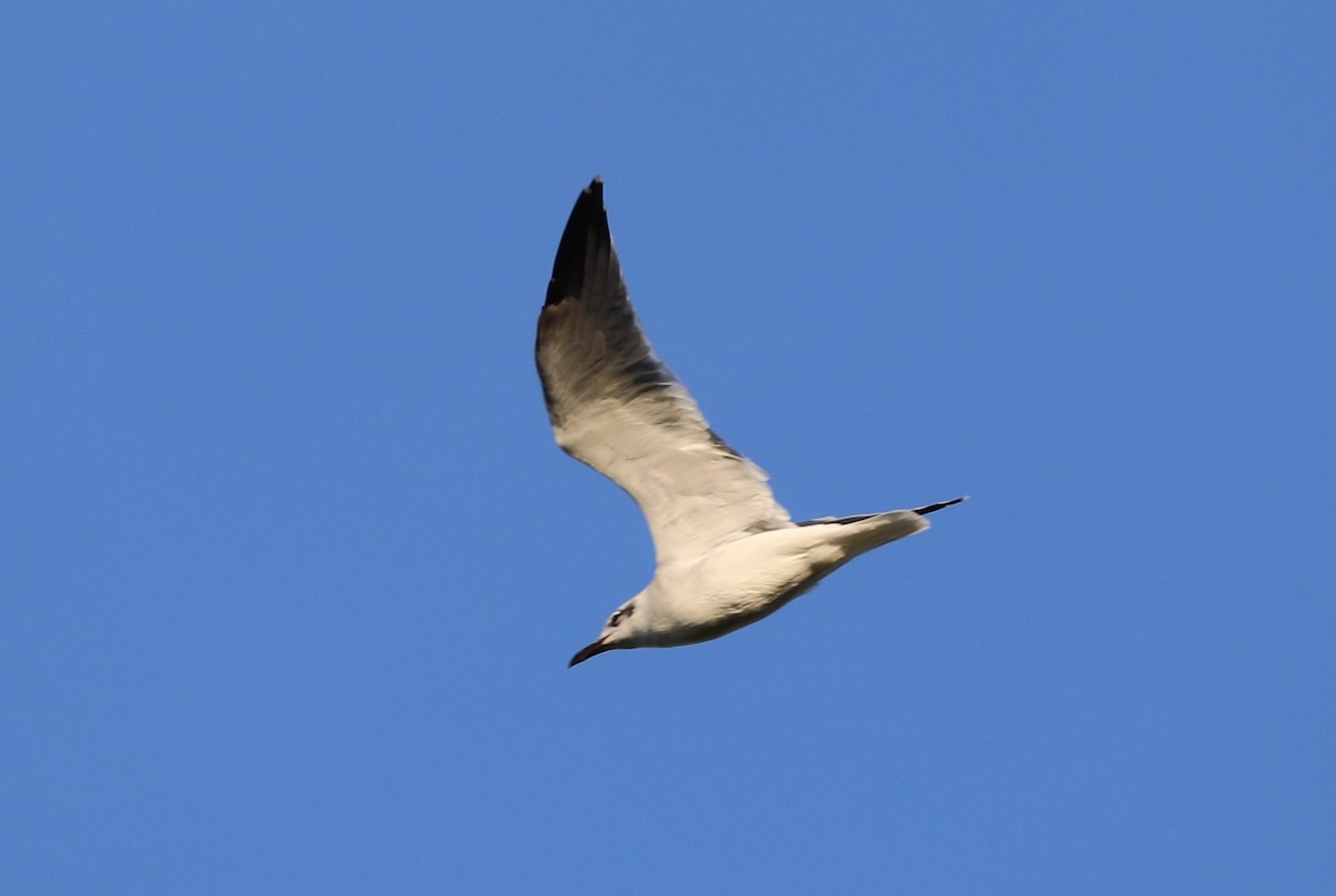 Laughing Gull - ML642654906