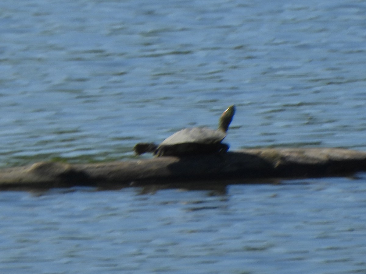 Red-eared Slider - ML642654918