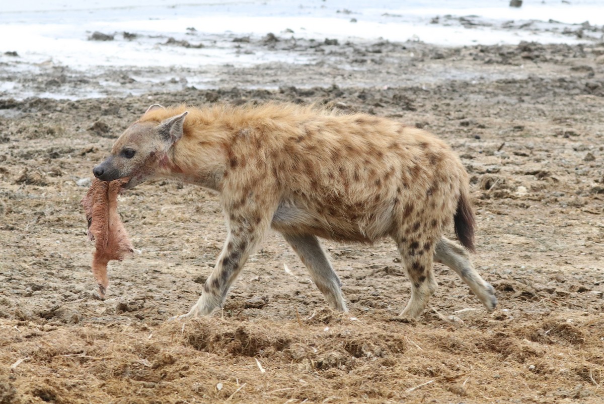 Spotted Hyena - ML642654923