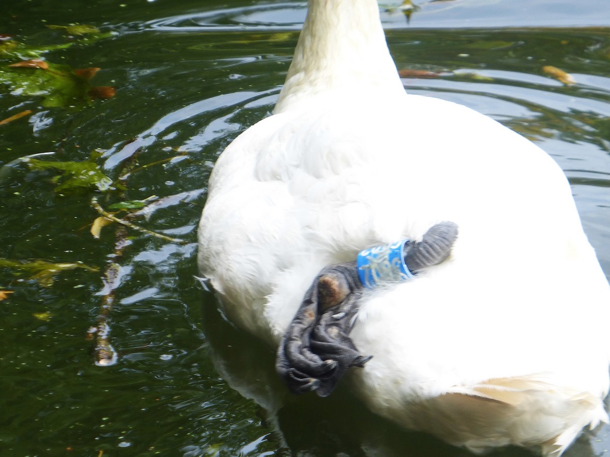 Mute Swan - ML642654945