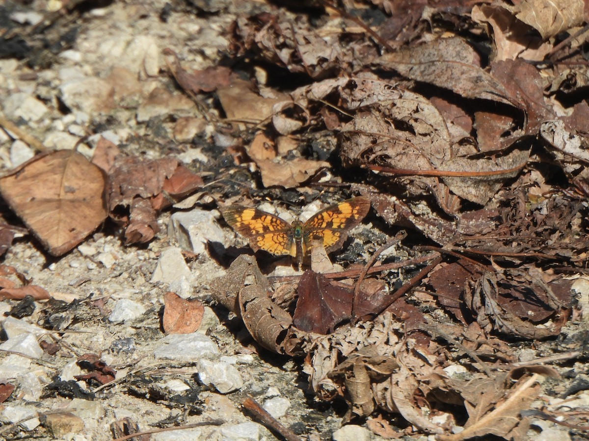 Pearl Crescent - ML642654946