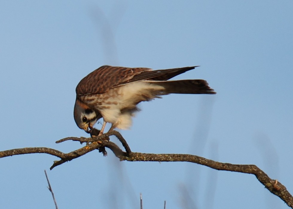American Kestrel - ML642654949