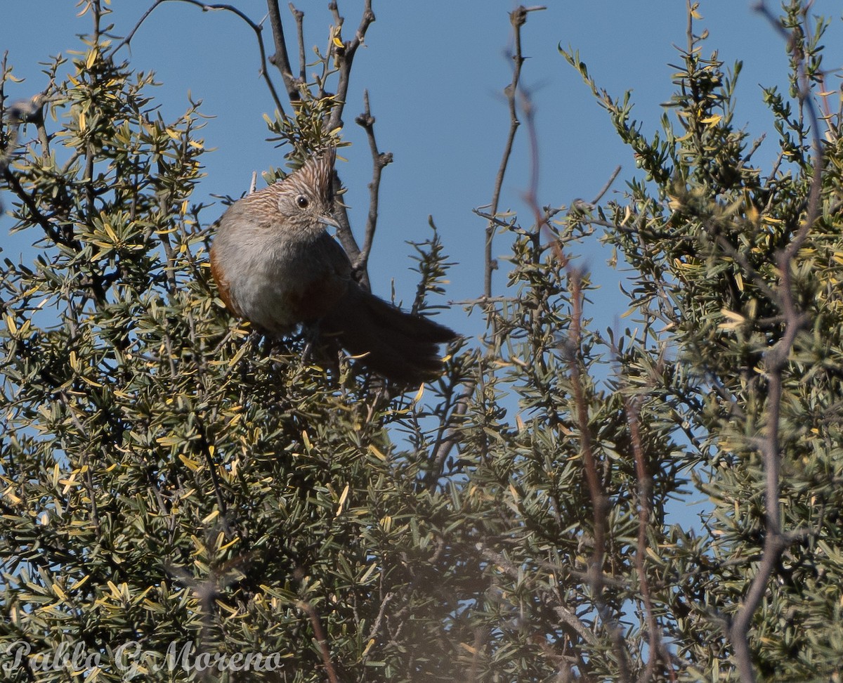 Crested Gallito - ML642654962