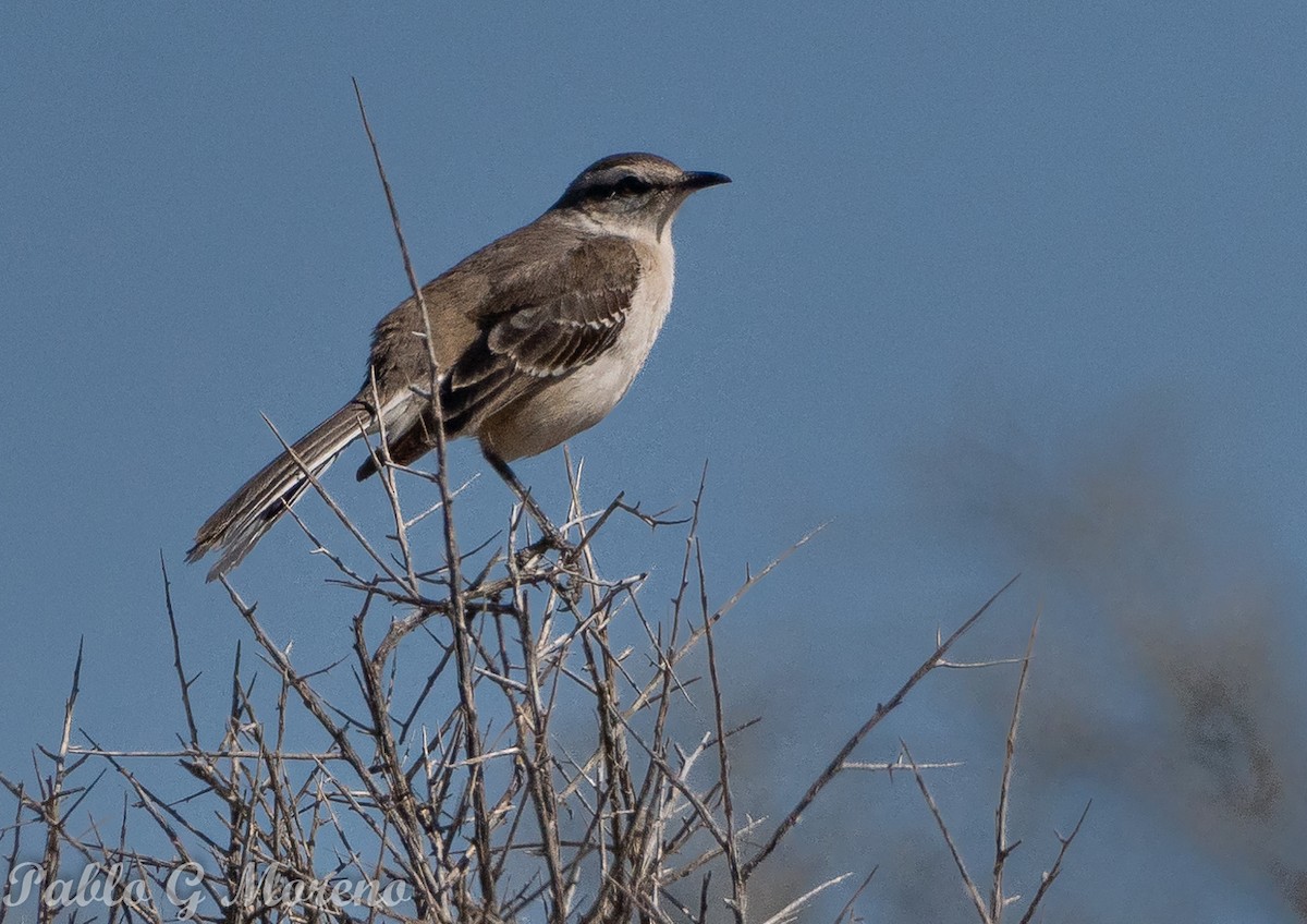 White-banded Mockingbird - ML642654964
