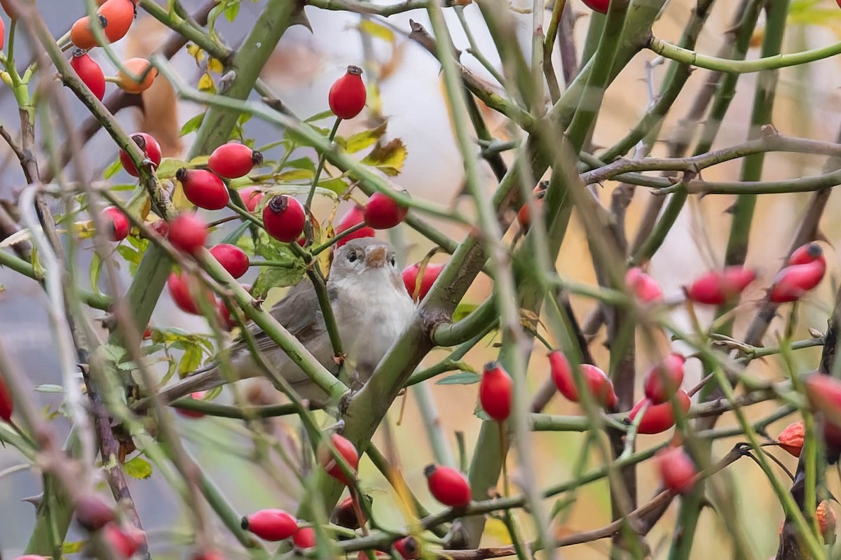 Eastern Olivaceous Warbler - ML642654969