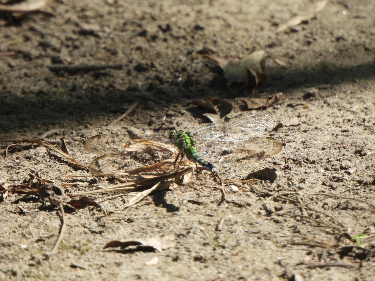 Eastern Pondhawk - ML642654970