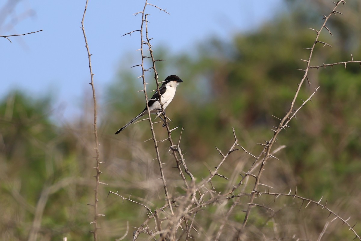 Southern Fiscal - ML642654980
