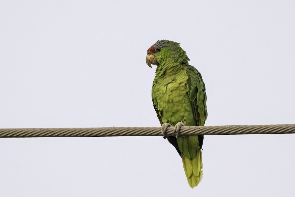 Lilac-crowned Amazon - ML642654981