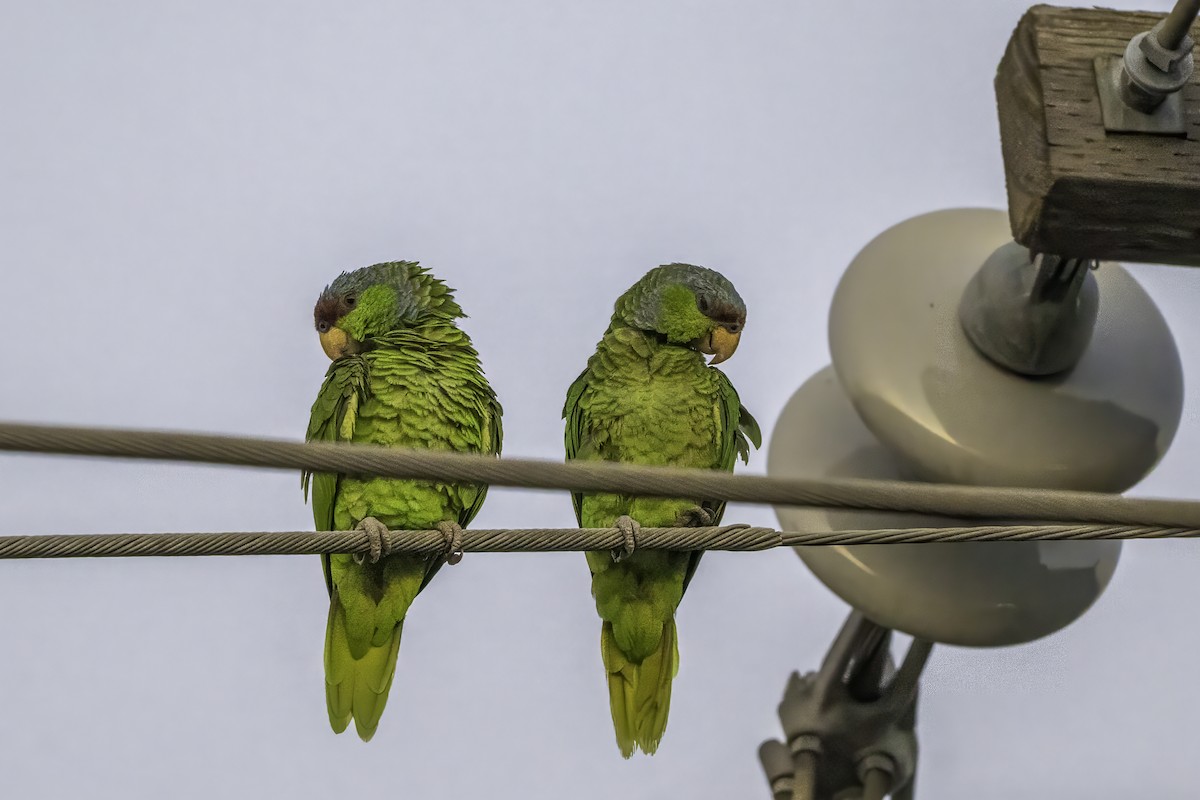 Lilac-crowned Amazon - ML642654982