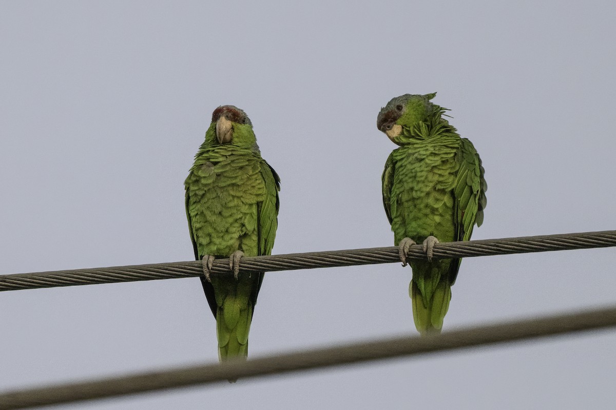 Lilac-crowned Amazon - ML642654985