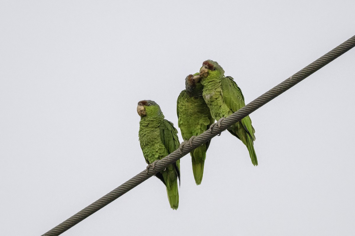 Lilac-crowned Amazon - ML642654986