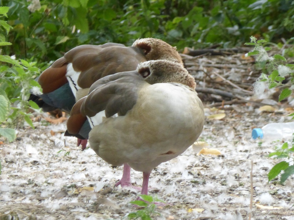 Egyptian Goose - ML642654987