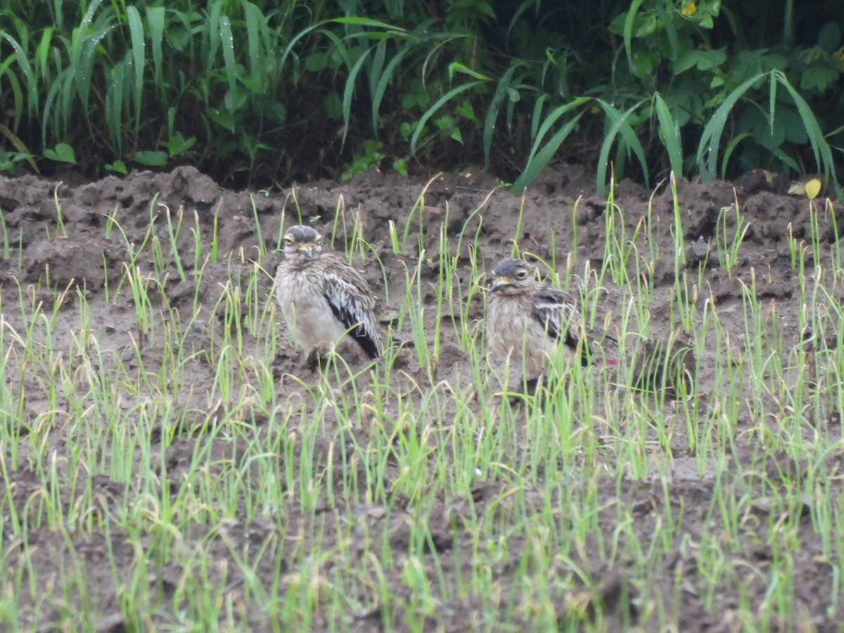 Indian Thick-knee - ML642654988