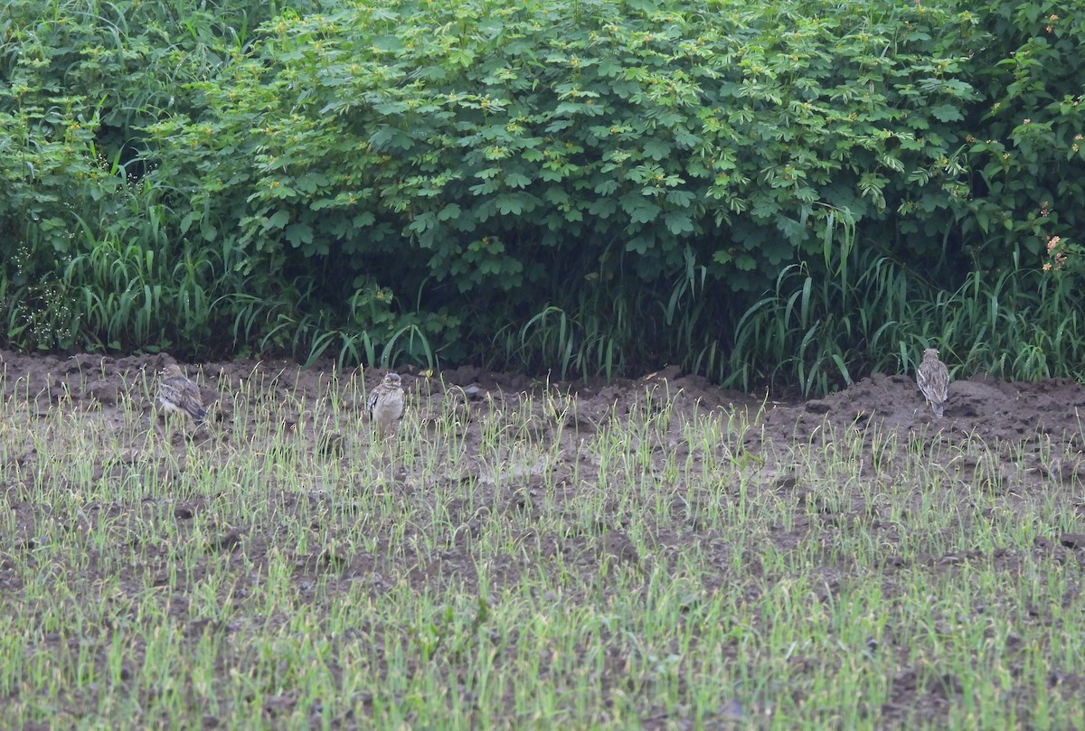 Indian Thick-knee - ML642654991