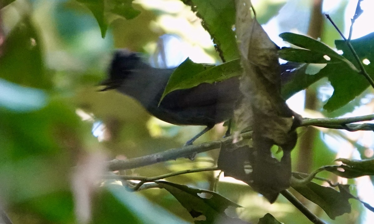 White-shouldered Antshrike - ML642654995