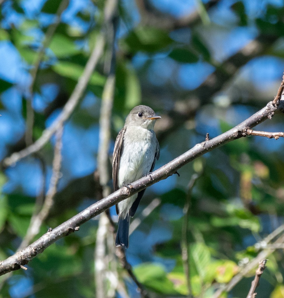 Eastern Wood-Pewee - ML642654998