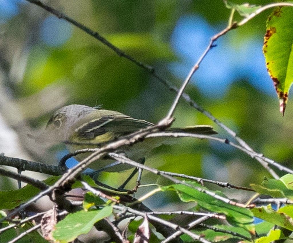 White-eyed Vireo - ML642655007