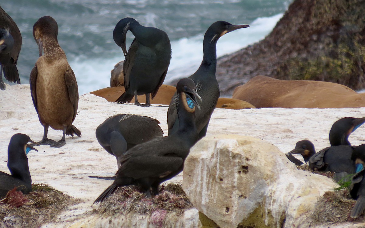 Cormoran de Brandt - ML642655013