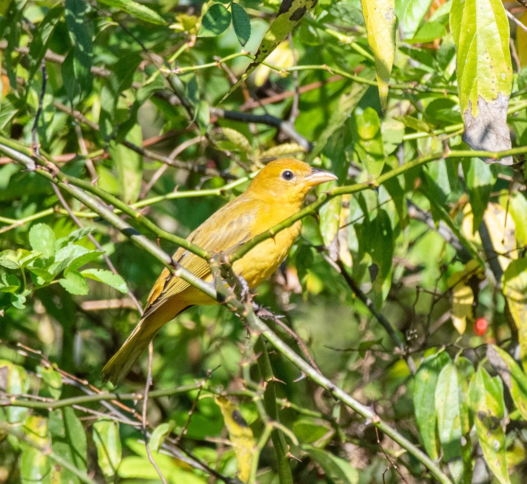 Summer Tanager - ML642655024