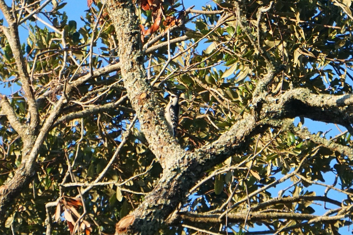 Downy Woodpecker - ML642655031