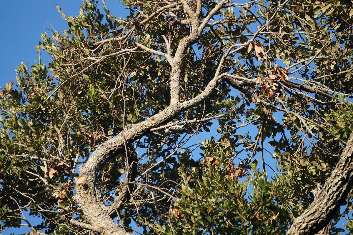 Downy Woodpecker - ML642655032