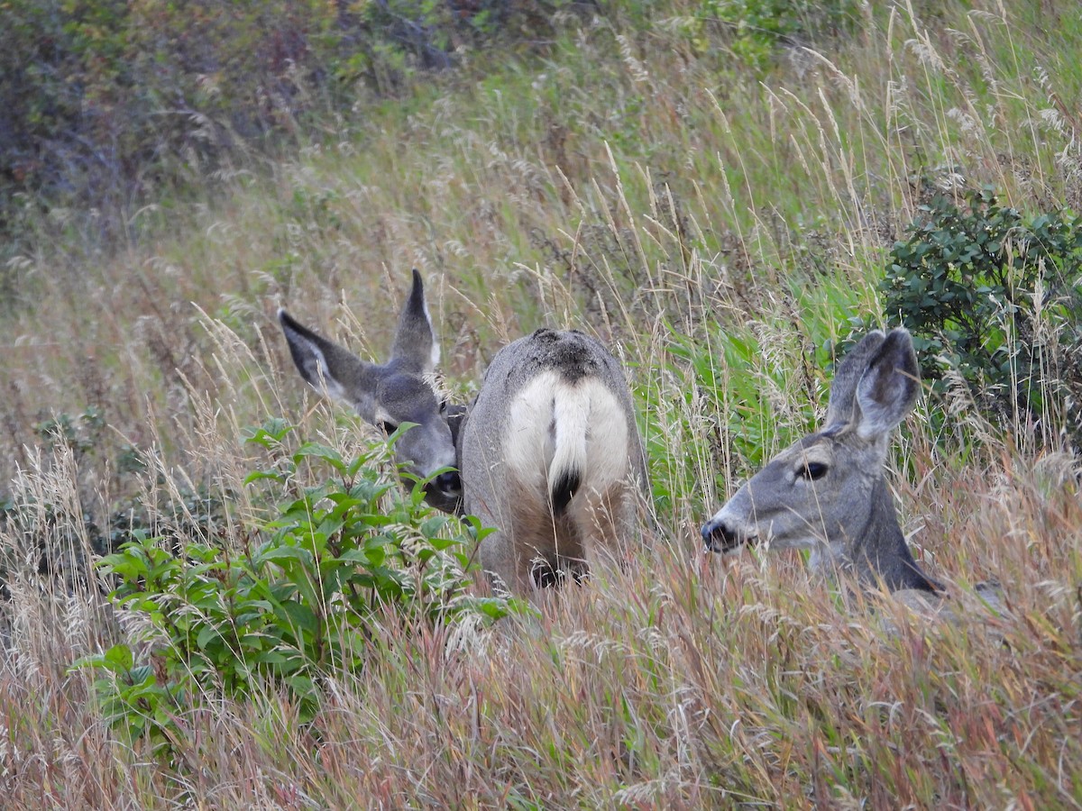 Mule Deer - ML642655040