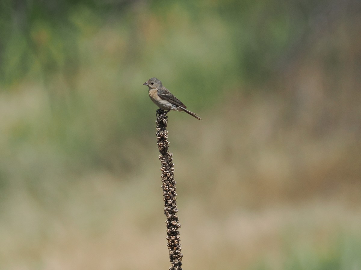 Lazuli Bunting - ML642655048