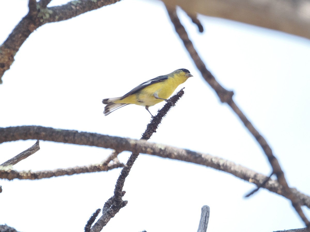 Lesser Goldfinch - ML642655051
