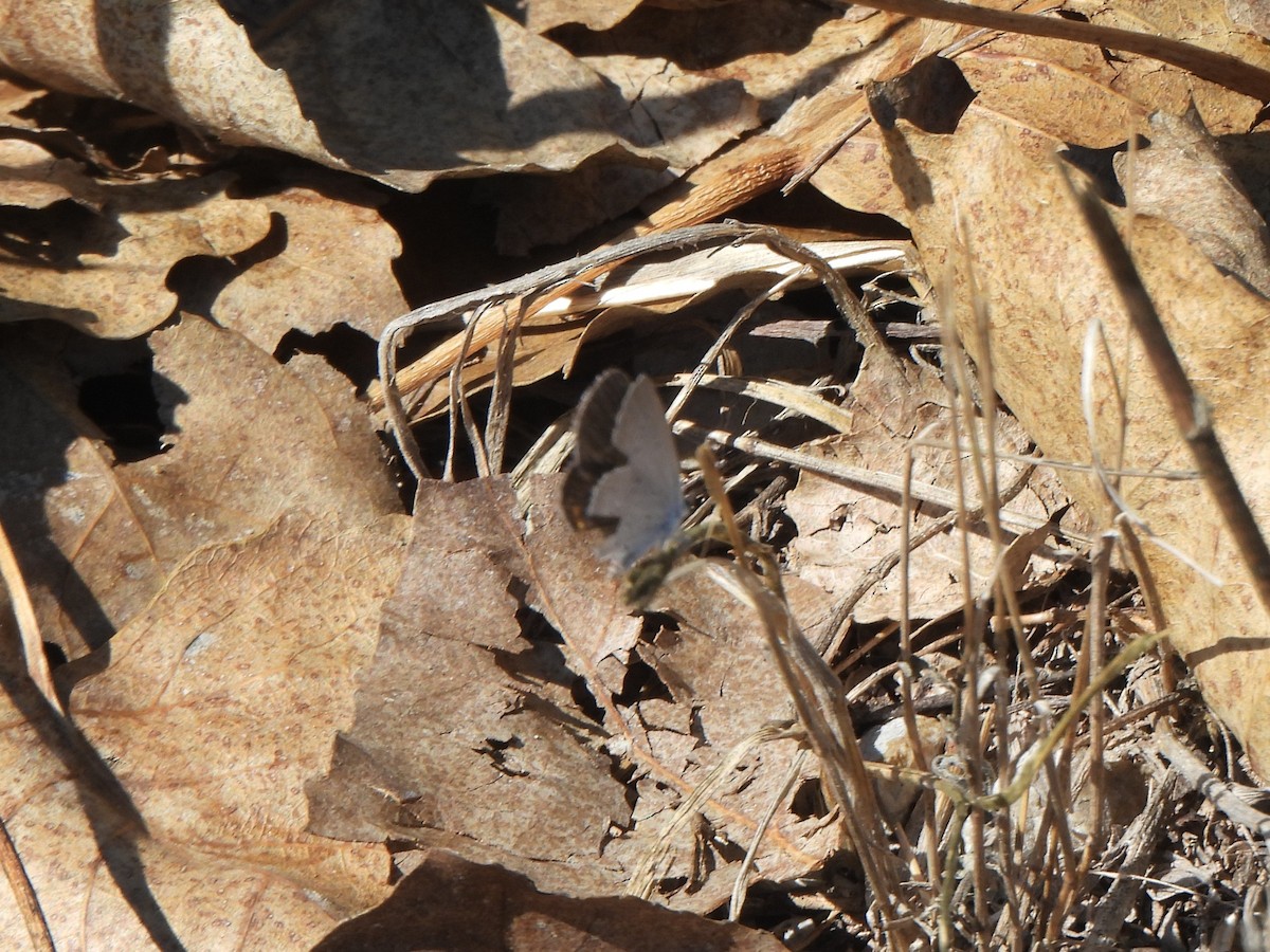 Eastern Tailed-Blue - ML642655055