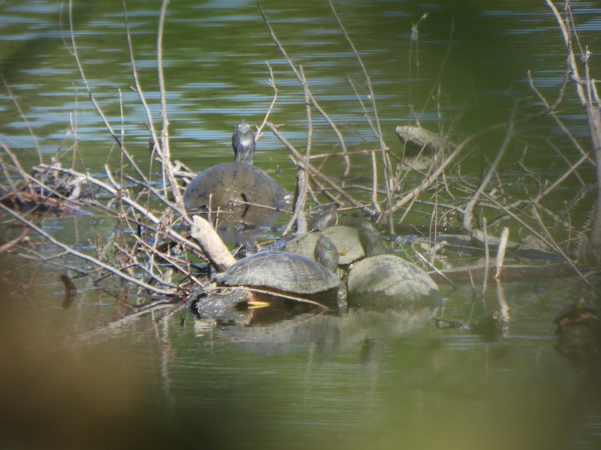 Red-eared Slider - ML642655056