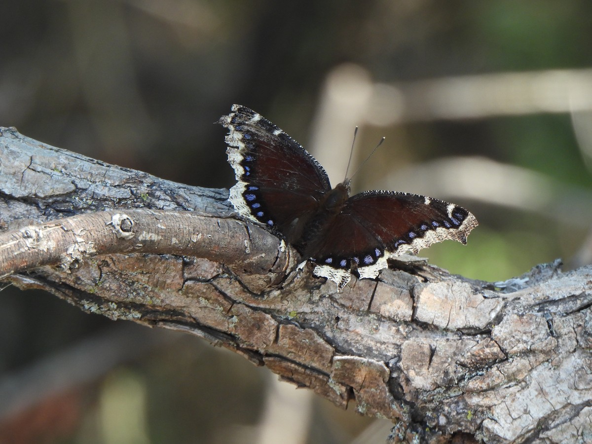 Mourning Cloak - ML642655057