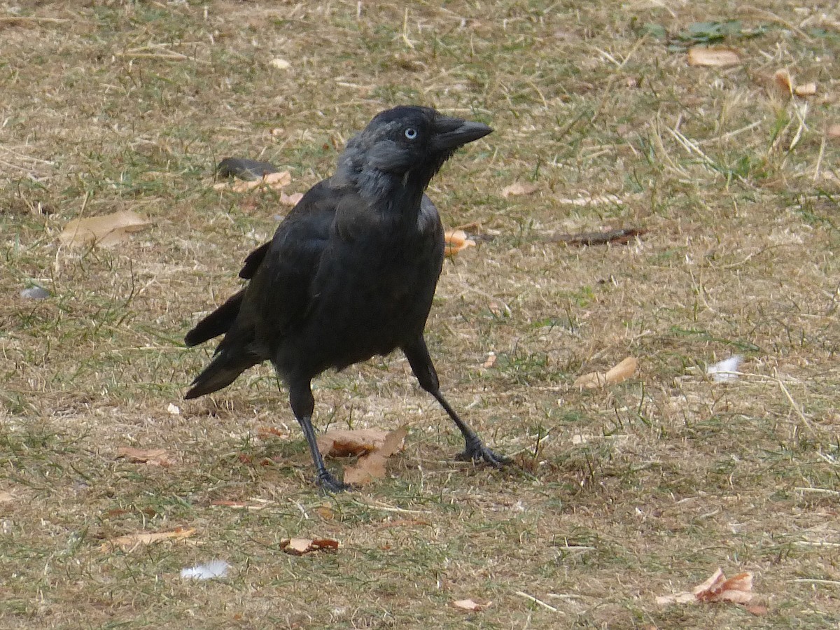 Eurasian Jackdaw - ML642655064