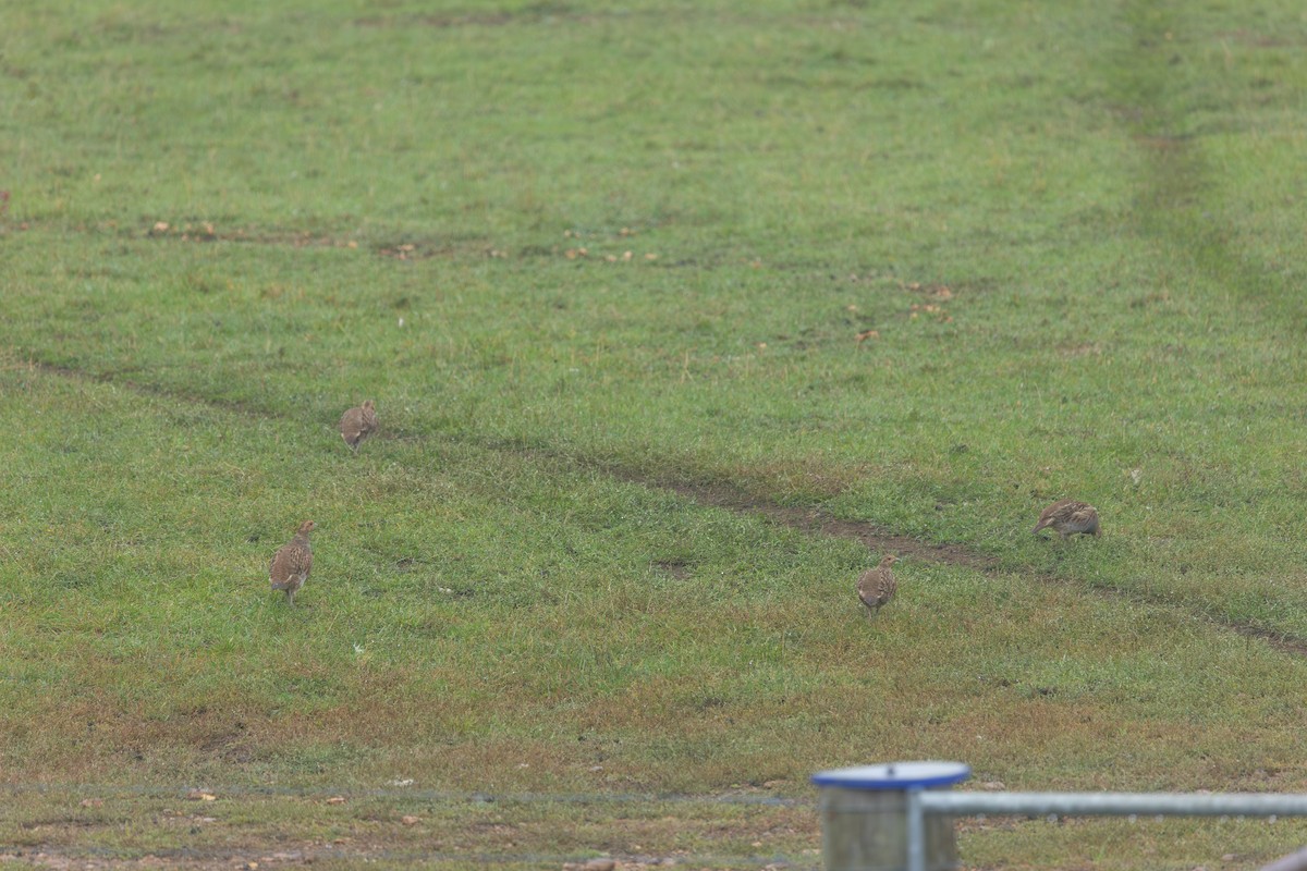 Gray Partridge - ML642655067