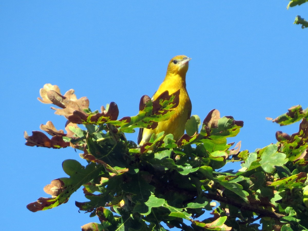 Baltimore Oriole - ML642655078