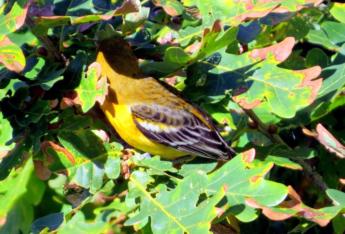 Baltimore Oriole - ML642655079