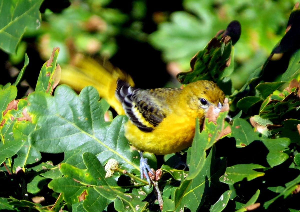 Baltimore Oriole - ML642655080