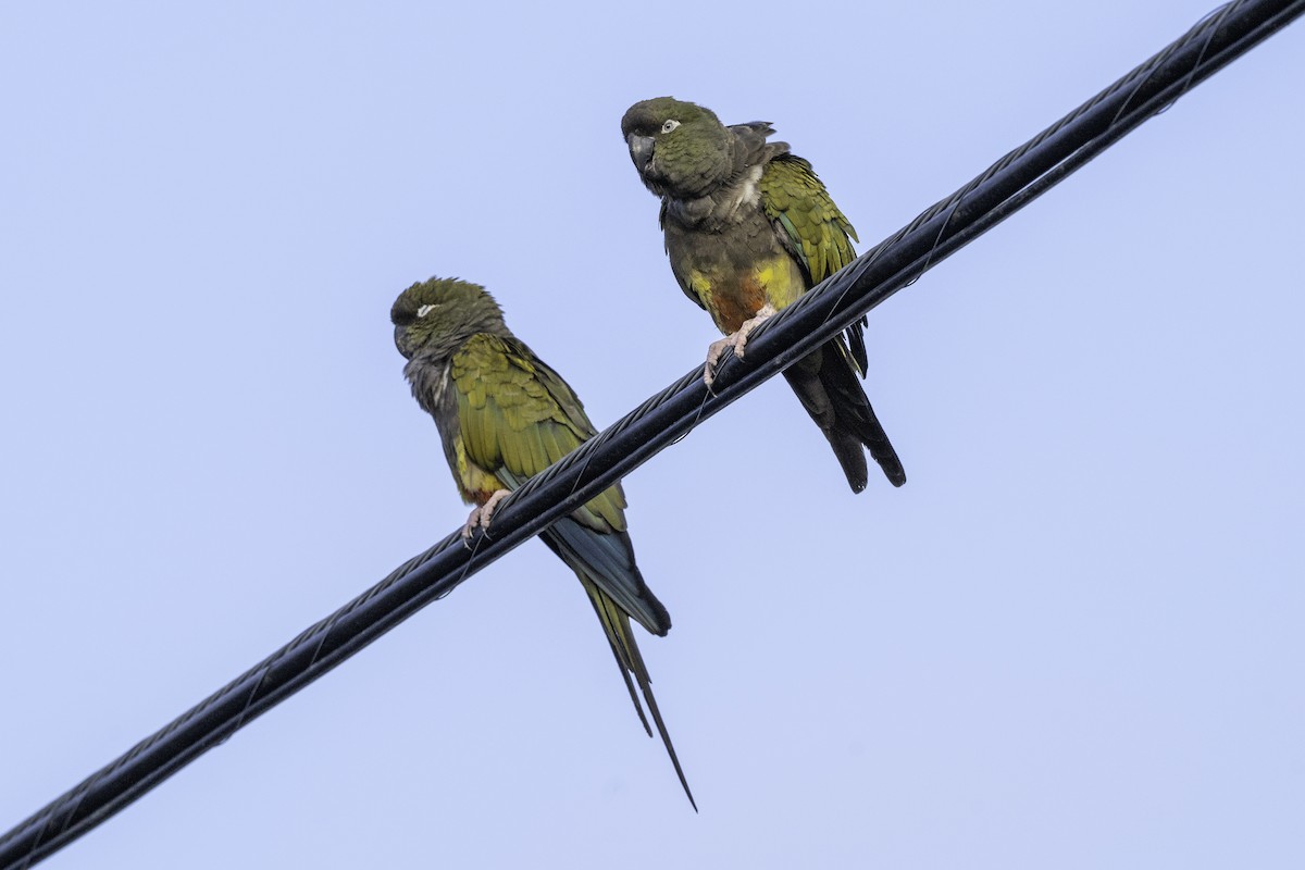 Burrowing Parakeet - ML642655095