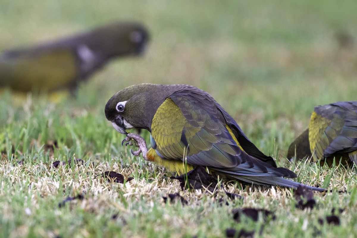 Burrowing Parakeet - ML642655098