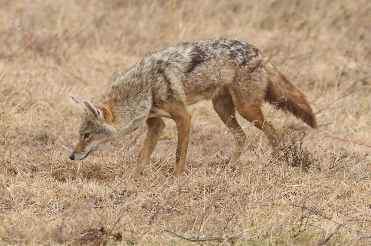 African Jackals - ML642655100