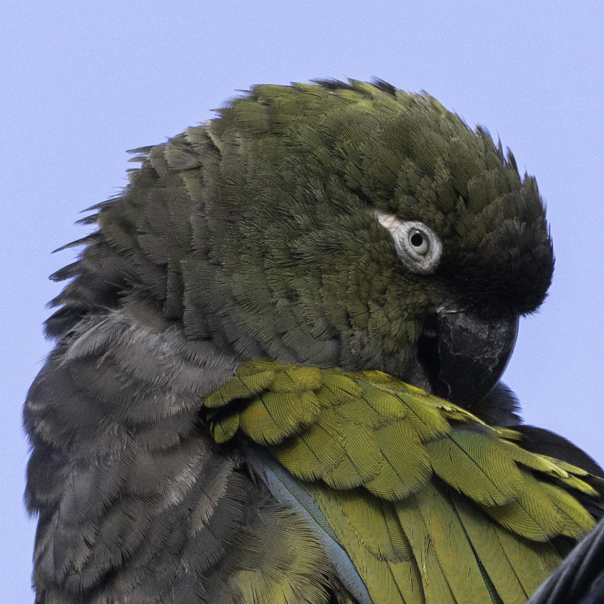 Burrowing Parakeet - ML642655101