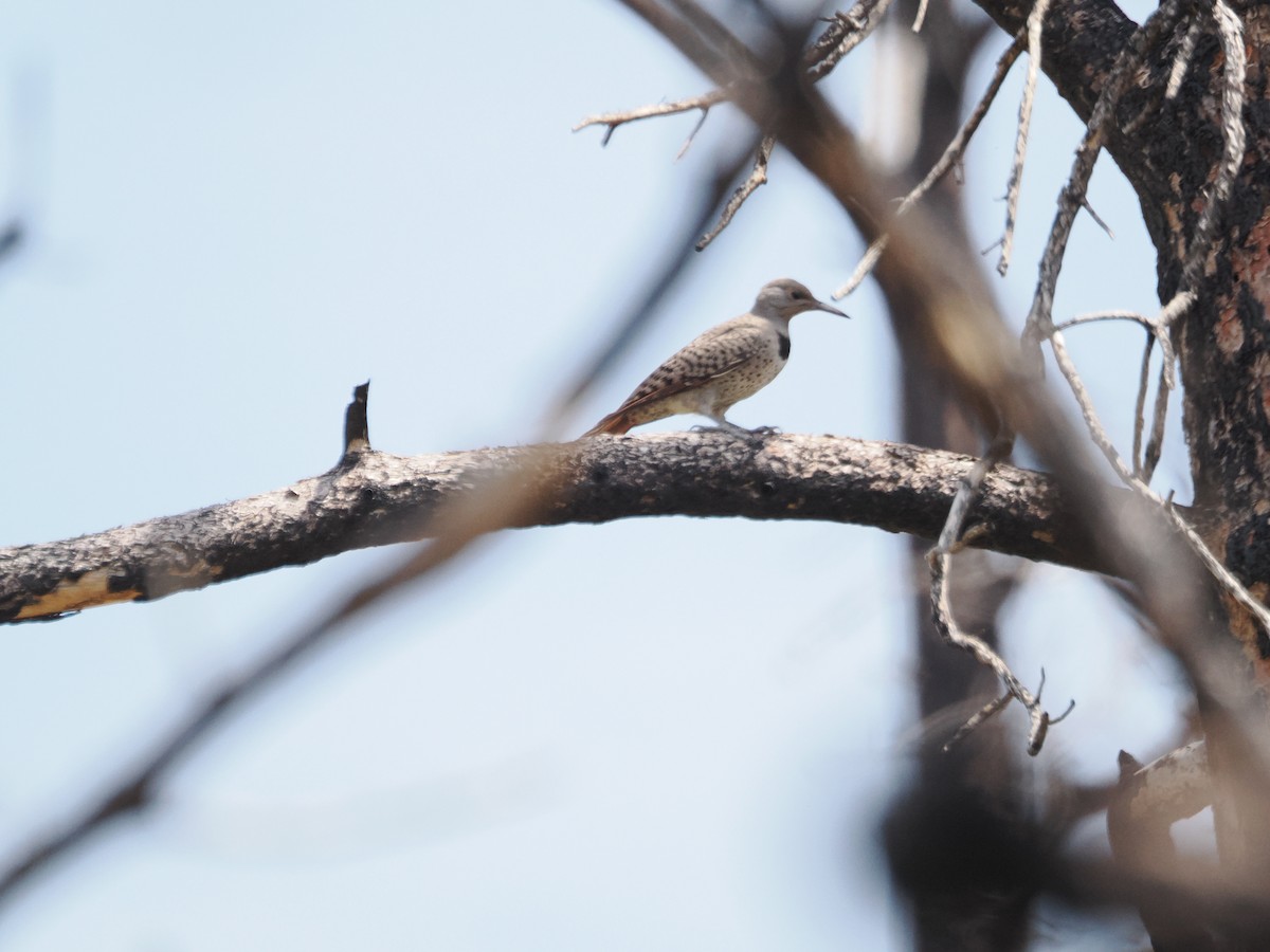 Northern Flicker - ML642655103