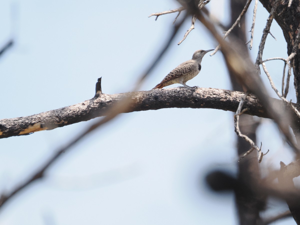 Northern Flicker - ML642655104