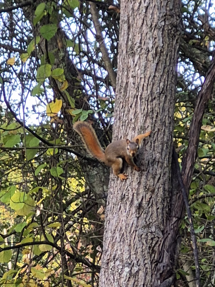 American Red Squirrel - ML642655109