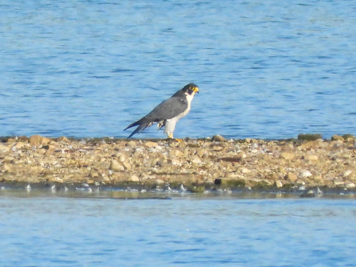 Peregrine Falcon - ML642655114